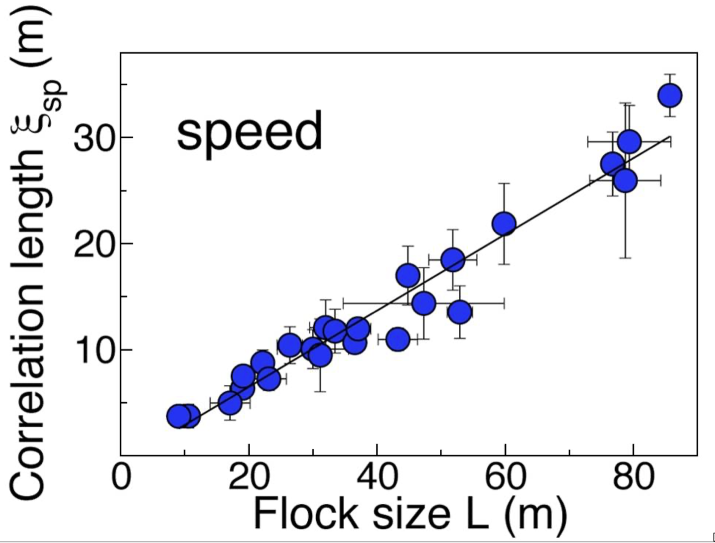 Speed correlation length rises approximately linearly with the measured flock's linear size.